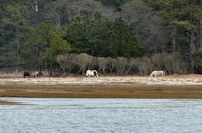 Wildlife Boat Tour with Wild Ponies and Dolphins in Chincoteague - FAQs