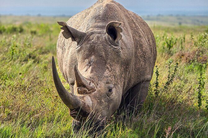 Wildlife Capital: Half-Day Safari at Nairobi National Park - Practical Details That Matter
