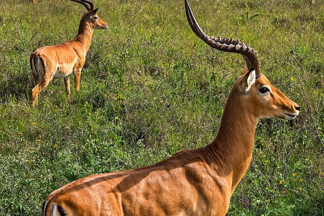 Wildlife Capital: Half-Day Safari at Nairobi National Park - Who Will Enjoy This Tour?
