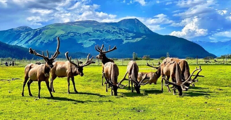 Wildlife Center with Lunch & Local Beer Sampling - Exploring Alaska’s Wildlife and Flavors: A Review of the Wildlife Center with Lunch & Local Beer Sampling