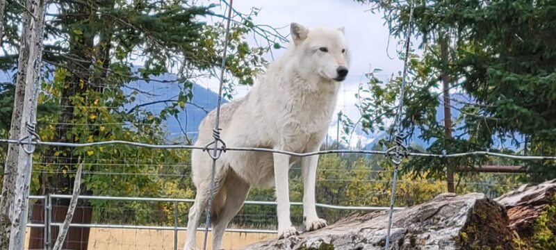 Wildlife Center with Lunch & Local Beer Sampling - What the Tour Offers: A Step-by-Step Overview