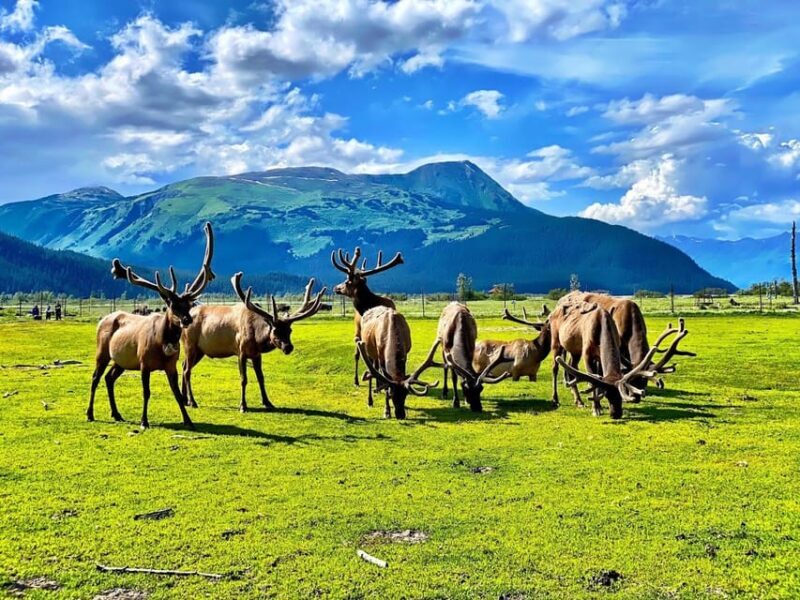 Wildlife Center with Lunch & Local Beer Sampling - Practical Tips for Travelers
