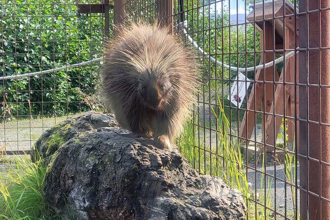 Wildlife Center with Lunch & Local Beer Sampling - Winter&Summer - The Sum Up
