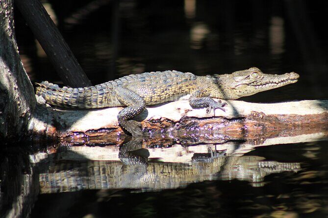 Wildlife Eco Tour on the coast of Oaxaca. - Who Would Love This Tour?