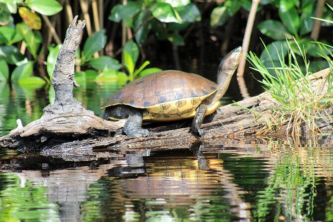Wildlife Eco Tour on the coast of Oaxaca. - The Sum Up