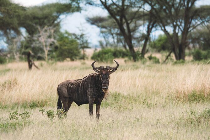 Wildlife Extravaganza: Manyara, Tarangire & Ngorongoro in 3 Days - Detailed Breakdown of the Tour Experience