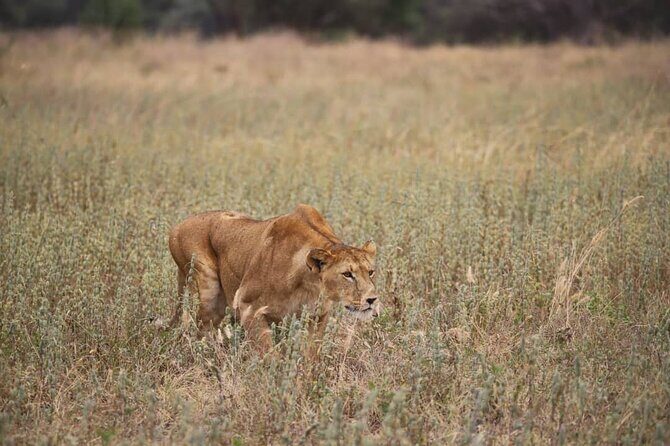 Wildlife Extravaganza: Manyara, Tarangire & Ngorongoro in 3 Days - FAQ