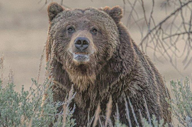 Wildlife Hiking Adventure in Yellowstone with Lunch - FAQs