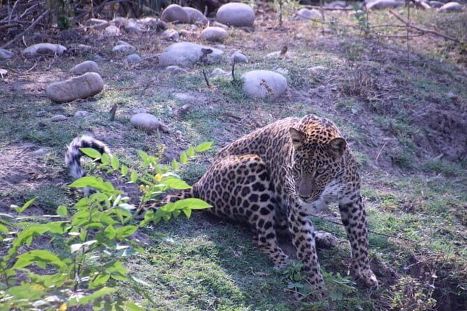 Wildlife Jungle Jeep Safari Ranipur Range, Rajaji National Park - Introduction: Why Consider This Safari?