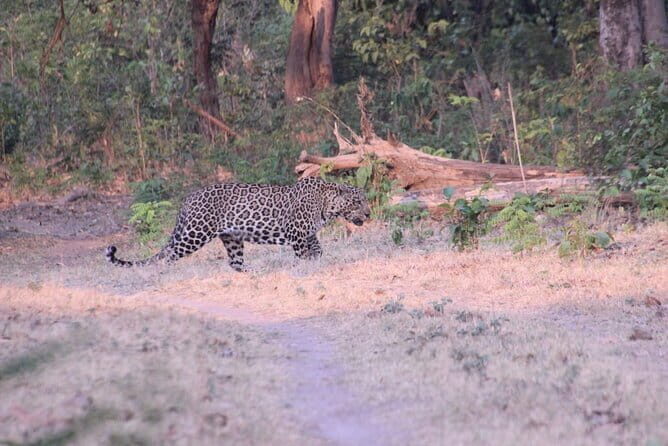 Wildlife Jungle Jeep Safari Ranipur Range, Rajaji National Park - Tips for a Successful Safari
