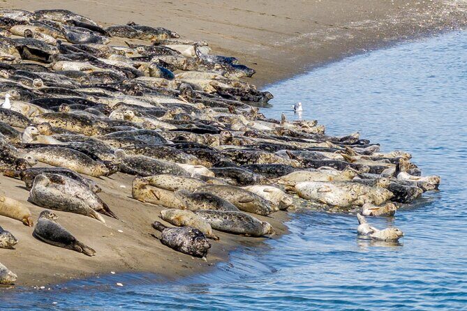 Wildlife Kayak Tour at Fort Flagler State Park - Key Points