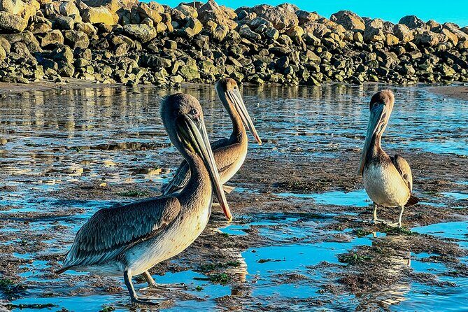 Wildlife Kayak Tour in Santa Barbara Harbor (2 Hours) - Key Points