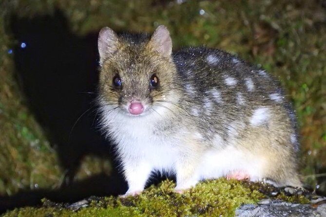 Wildlife Night Spotting at Cradle Mountain - Wildife Night Spotting at Cradle Mountain: A Complete Review