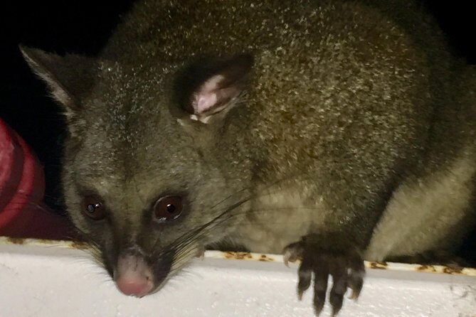 Wildlife Night Spotting at Cradle Mountain - The Sum Up