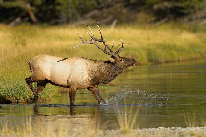 Wildlife on the Bow | Big Canoe Tour in Banff National Park - FAQ