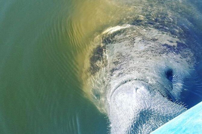 Wildlife Refuge Manatee, Dolphin & Mangrove Kayak or Paddleboarding Tour! - FAQs