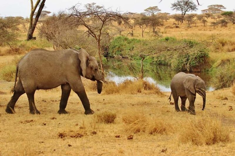 Wildlife Safari 3-Days 2-Night from Zanzibar to Mikumi - A Closer Look at the Itinerary