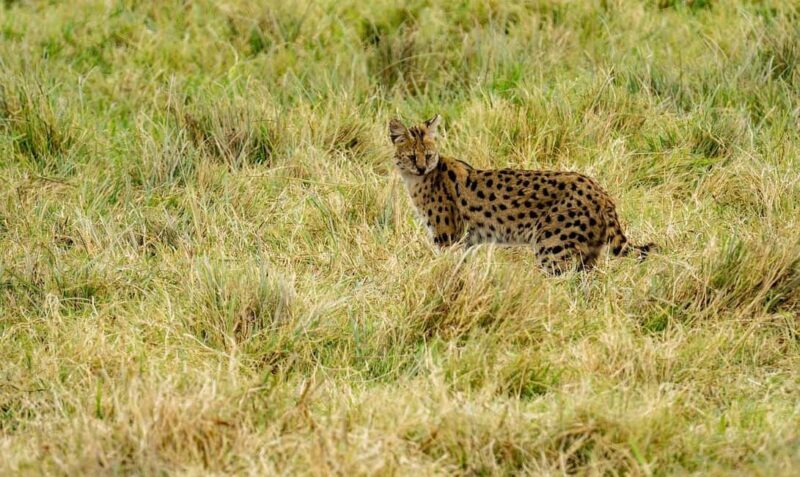 Wildlife Safari 3-Days 2-Night from Zanzibar to Mikumi - Practical Tips for Travelers