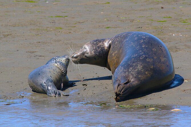Wildlife Safari Boat Tour in Scenic Monterey Bay Wetland - Final Thoughts: Who Should Consider This Tour?
