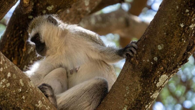 Wildlife safari: Dar Es salaam - Mikumi NP: 2 Days - What to Expect from Your 2-Day Mikumi Safari