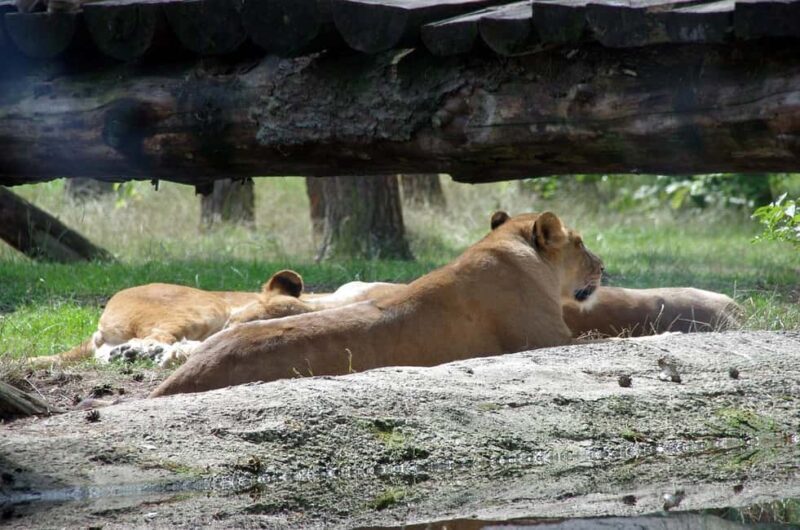 Wildlife safari: Dar Es salaam - Mikumi NP: 2 Days - The Experience: What Travelers Say