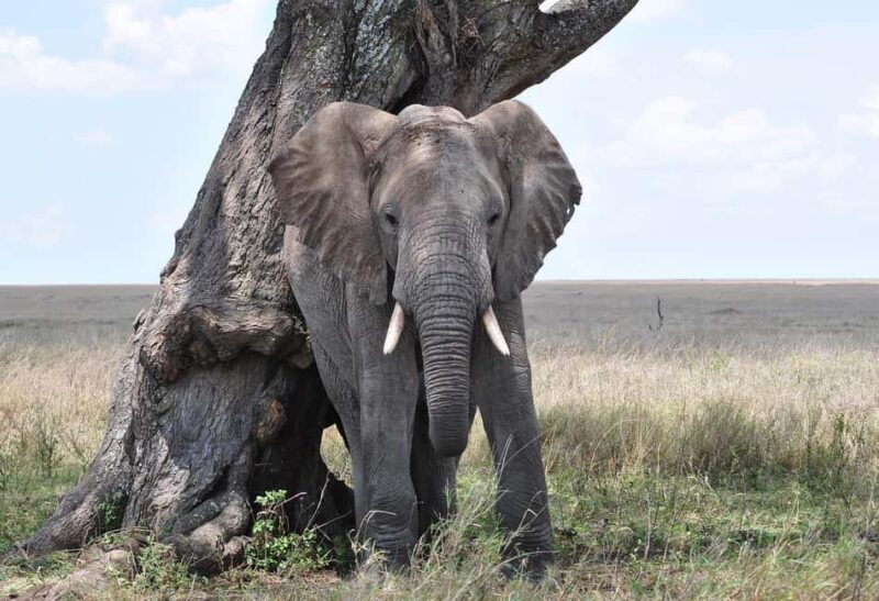 Wildlife safari: Dar Es salaam - Mikumi NP: 2 Days - Why This Tour Works Well