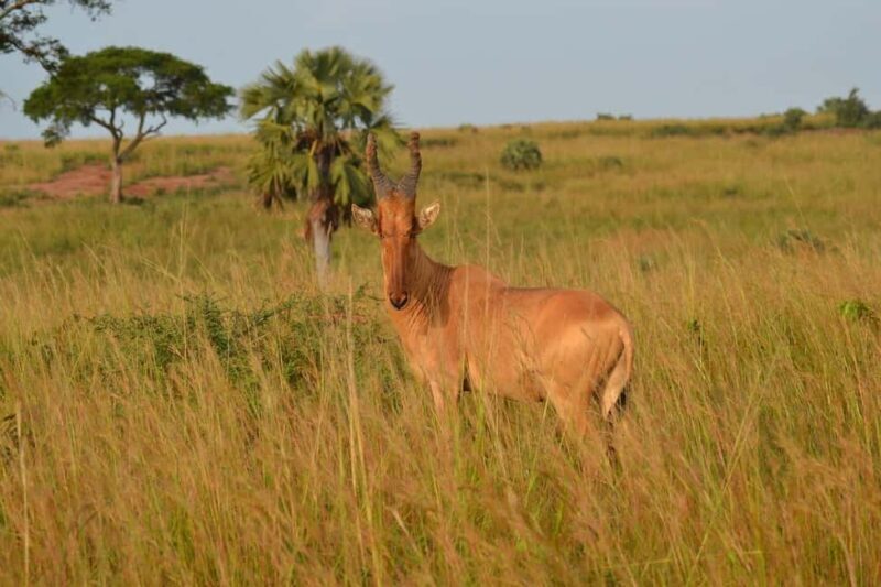 Wildlife safari: Dar Es salaam - Mikumi NP: 2 Days - The Sum Up: Who It’s Best For