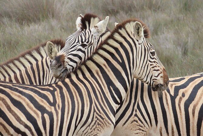 Wildlife Safari, Olive, Beer/Wine Tasting Day Tour from Cape Town - Key Points