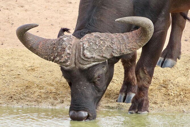 Wildlife Safari, Olive, Beer/Wine Tasting Day Tour from Cape Town - A Day Packed with Variety and Value