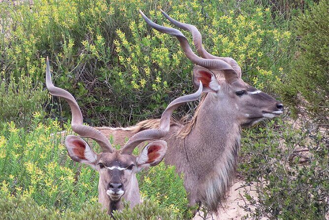 Wildlife Safari, Olive, Beer/Wine Tasting Day Tour from Cape Town - The Sum Up: Is This Tour for You?