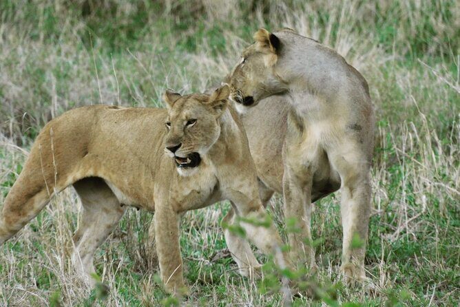 Wildlife Safari Tanzania - Who Will Love This Tour?