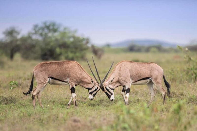 Wildlife & Scenic Wonders: 8-Day Kenya Safari in 4x4 jeep - Evaluating the Experience