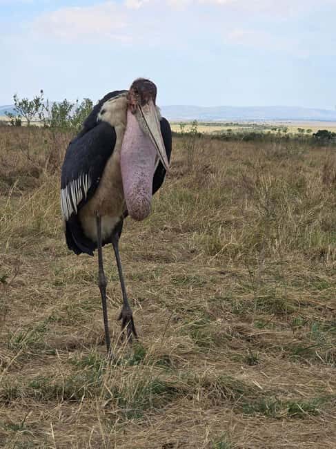 Wildlife & Scenic Wonders: 8-Day Kenya Safari in 4x4 jeep - Final Thoughts