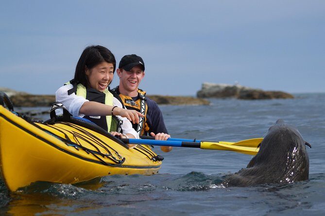 Wildlife Sea Kayaking Tour - Kaikoura - The Itinerary in Detail