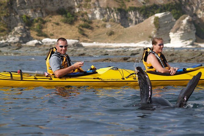 Wildlife Sea Kayaking Tour - Kaikoura - Practical Details