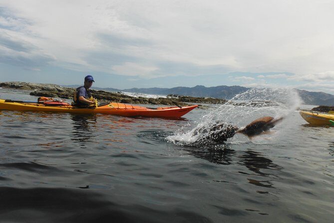 Wildlife Sea Kayaking Tour - Kaikoura - Authentic Experiences and Guest Feedback