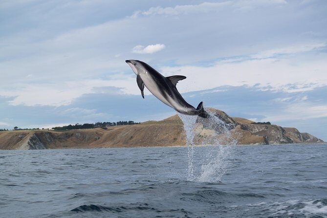 Wildlife Sea Kayaking Tour - Kaikoura - Who Should Consider This Tour?