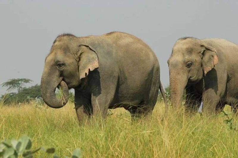 Wildlife SOS Elephant Sanctuary & Taj Mahal Tour from Delhi - An In-Depth Look at the Experience