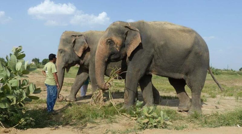 Wildlife SOS Elephant Sanctuary & Taj Mahal Tour from Delhi - The Value in the Details