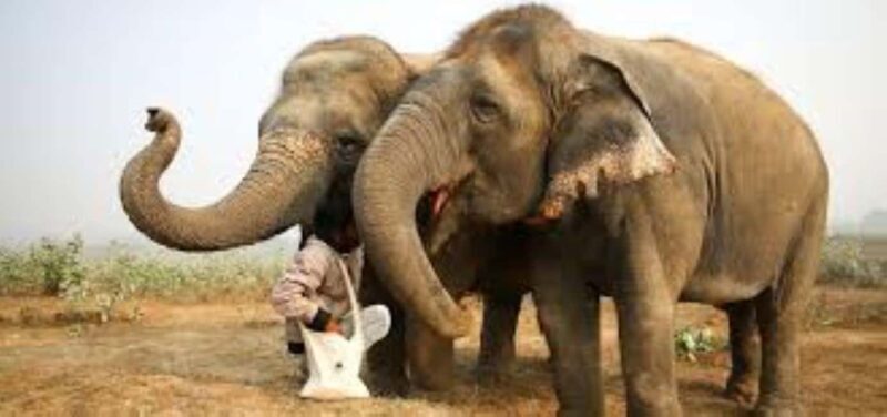 Wildlife SOS Elephant Sanctuary & Taj Mahal Tour from Delhi - Frequently Asked Questions