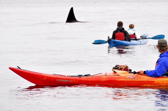 Wildlife Spotting Kayak Adventure on Orcas Island - Final Thoughts: Is It Worth It?