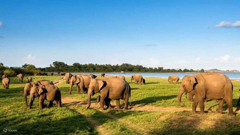Wildlife Sri Lanka: 10-Day All-Inclusive Luxury Tour - Key Points