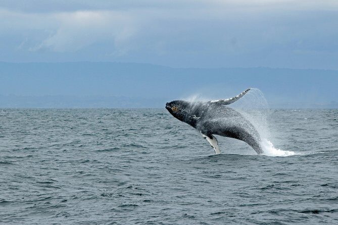Wildlife Viewing and Whale Watching Quest - What to Expect on Your Alaska Wildlife Adventure