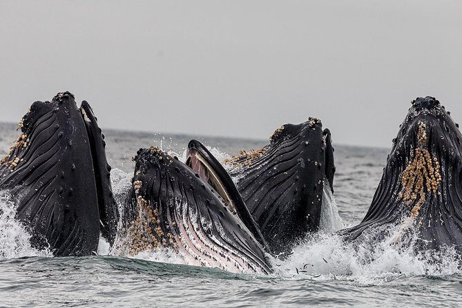 Wildlife Viewing and Whale Watching Quest - FAQs
