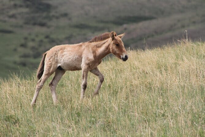 Wildlife Watching Day Tour at Hustai National Park - Wildlife Watching Day Tour at Hustai National Park: An Authentic Mongolia Experience