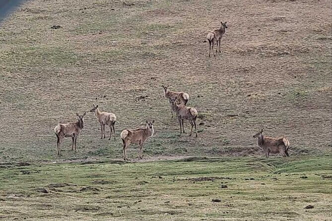 Wildlife Watching Day Tour at Hustai National Park - Key Points
