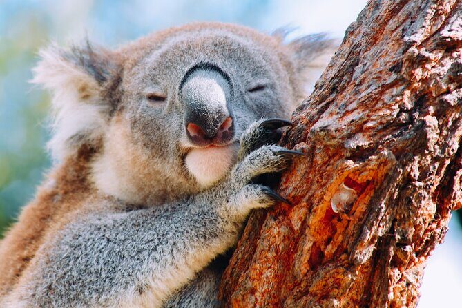 Wildlife, Waterfalls and Wine Day Tour from Sydney - A Practical Introduction to the Tour