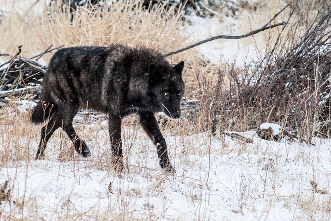 Wildlife & Wolf Private Tour with Lunch - An In-Depth Look at the Experience