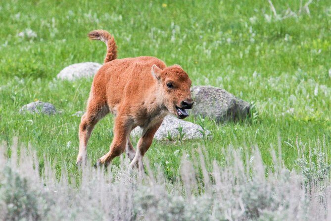 Wildlife & Wolf Private Tour with Lunch - FAQ