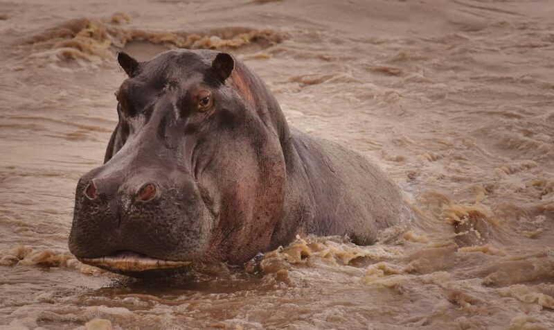 Wildlife Wonders: A 3-Day Safari to and from Arusha. - Key Points